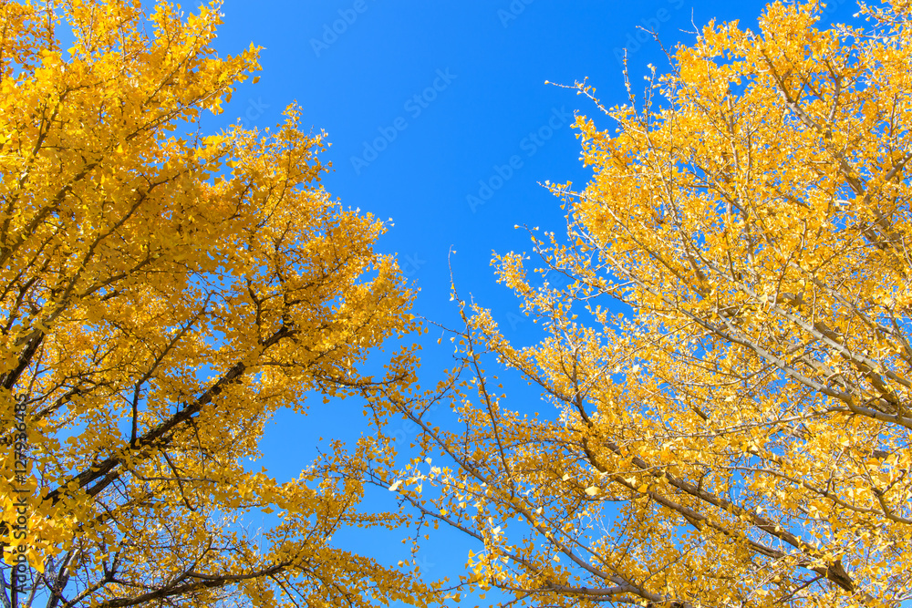 Ginkgo biloba Ginkgo biloba
