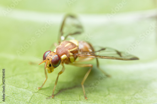 Macro sunflower maggot fly ( Drosophila melanogaster) photo