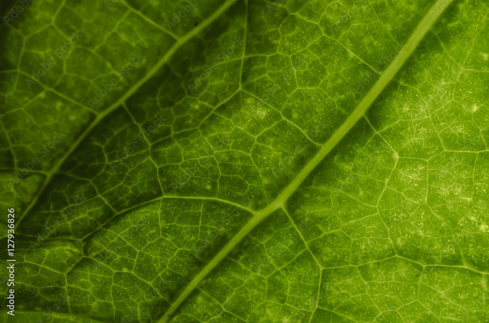 The surface of the leaf The surface of the leaf
