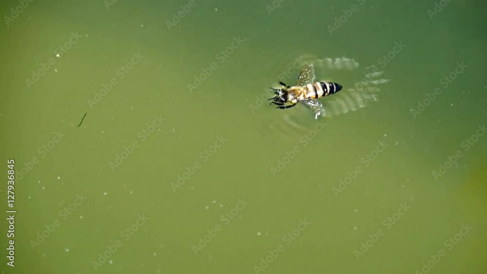 Bees are floating on the water, drink the water. Bees are floating on the water, drink the water.