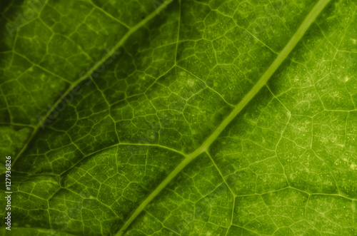 The surface of the leaf