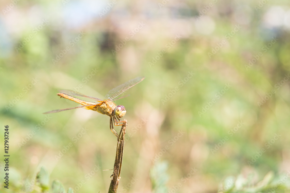 Dragonflies .Thailand. Dragonflies .Thailand.