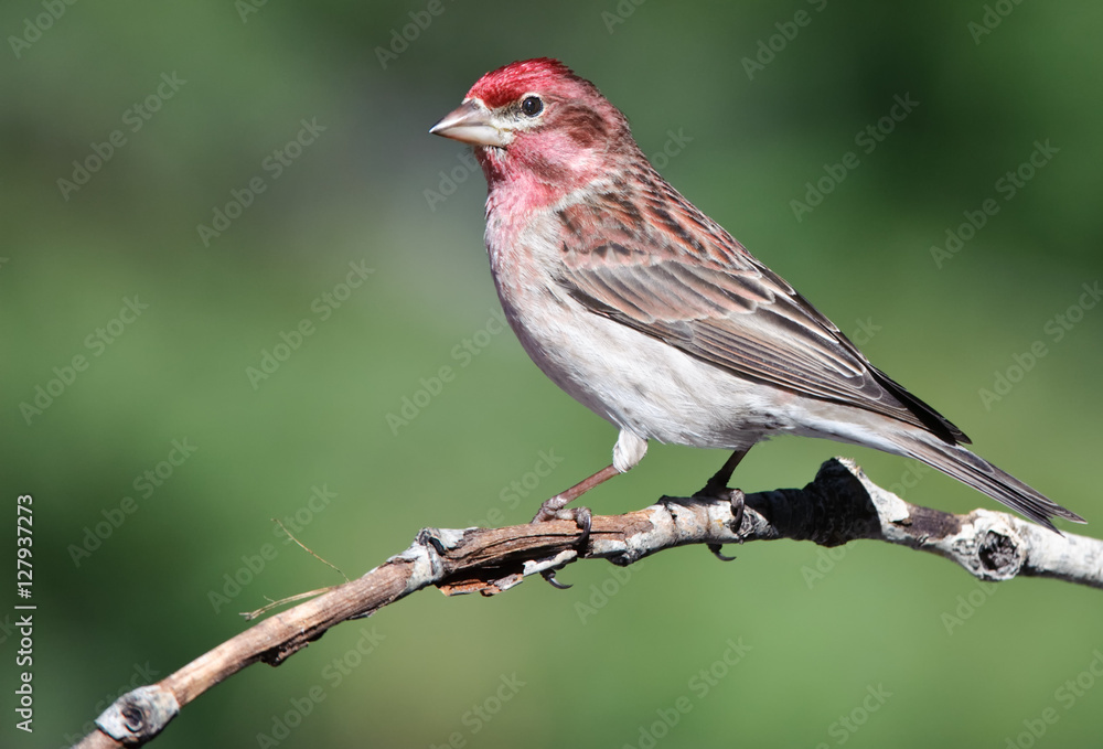 Cassin's Finch Cassin's Finch