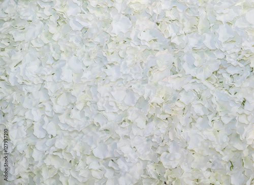 Beautiful white leaf flowers for backgrounf/texture.