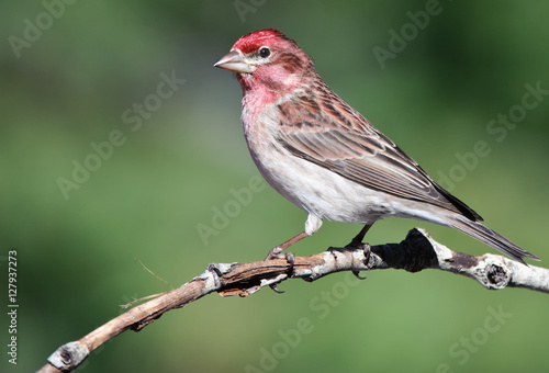 Cassin's Finch