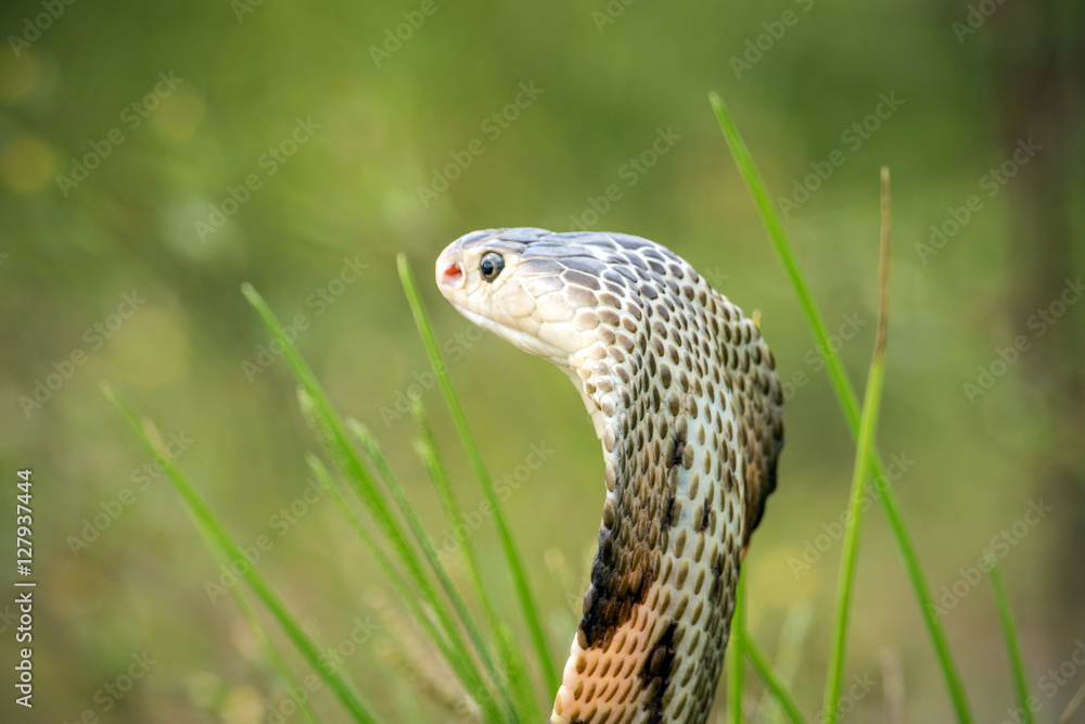 Cobra snake in natural habitats of Thailand Cobra snake in natural habitats of Thailand