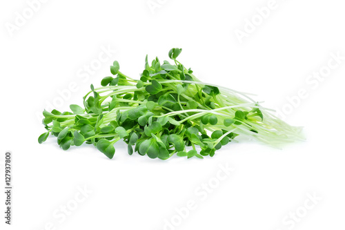 Growing microgreens on white background