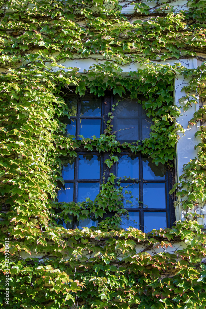 windows surrounded by creeping ivy plants