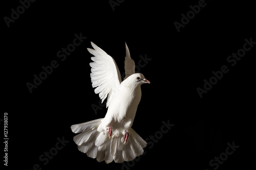 white dove flying isolated on black