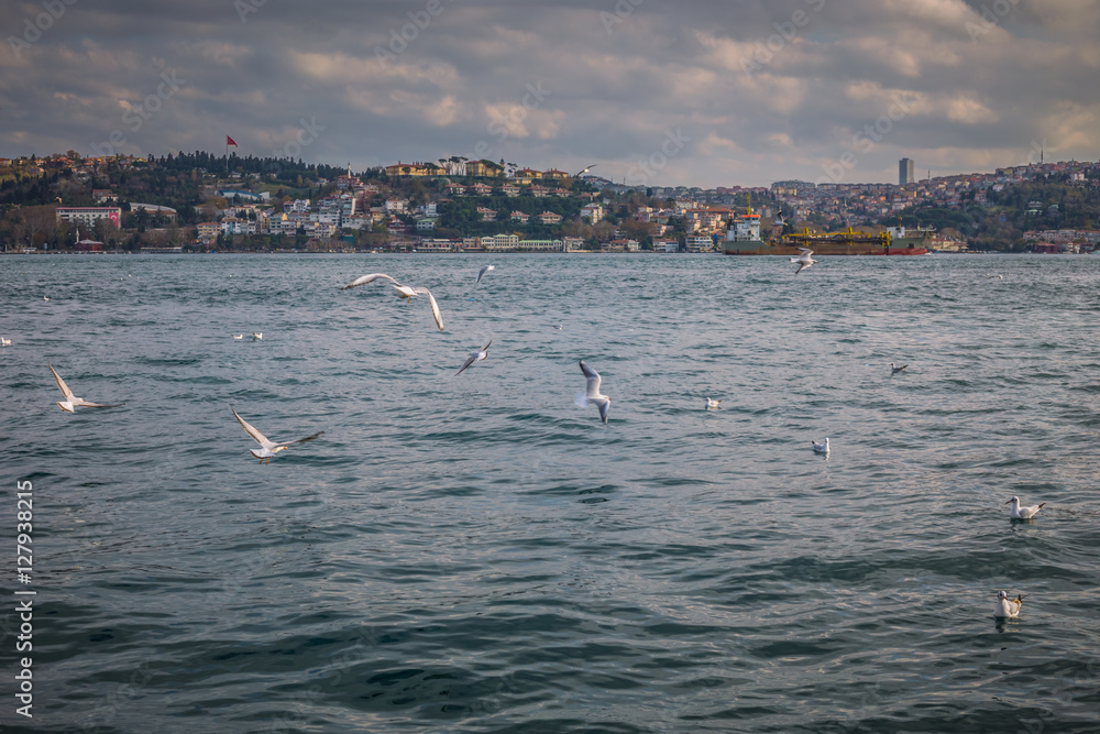 Seagulls flying over the Bosphorus channel. View of the Asian side of Istanbul, Turkey.