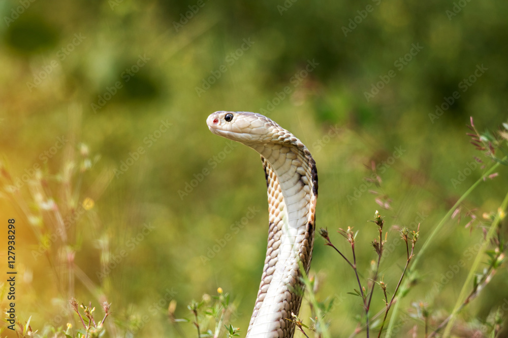 Fototapeta premium Cobra snake in natural habitats of Thailand