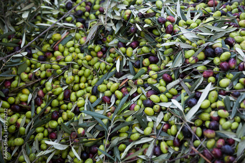 raccolta olive verdi