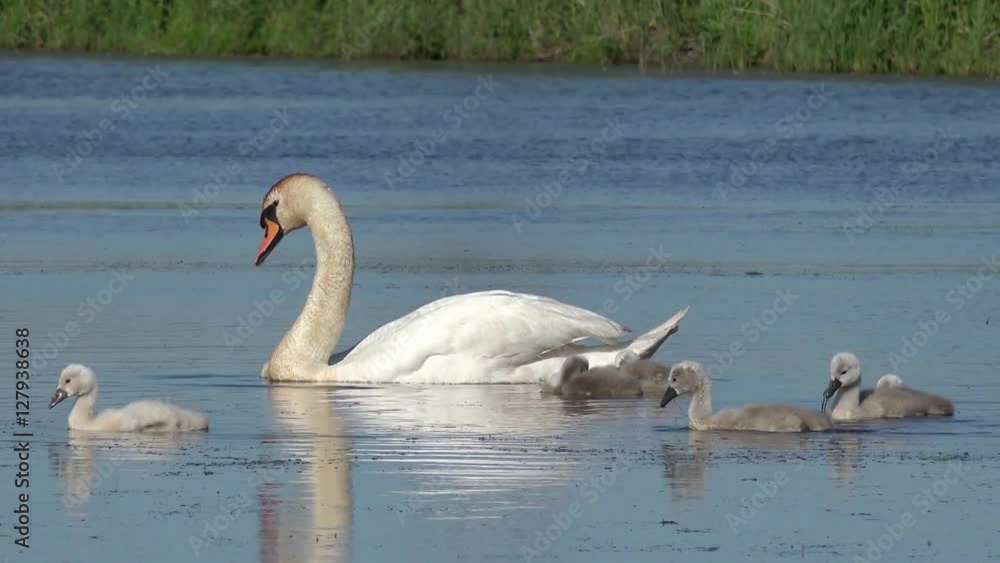 swan cygnets swimming in the lake swan cygnets swimming in the lake