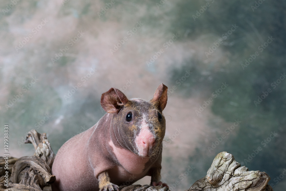 House Hippo / Skinny Pig / Hairless guinea pig House Hippo / Skinny Pig / Hairless guinea pig