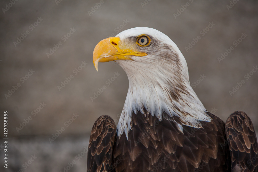 Fototapeta premium Aigle américain