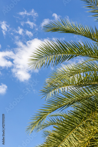 The top of palm leaves with puffy cloudy sky.