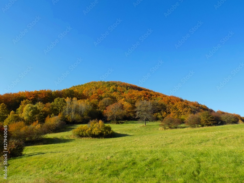 Meadow and colorful deciduous forest during autumn