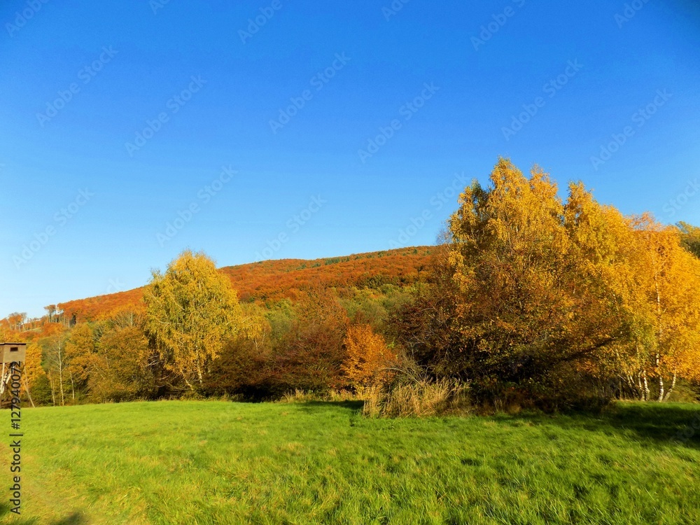 Fototapeta premium Meadow and colorful deciduous forest during autumn