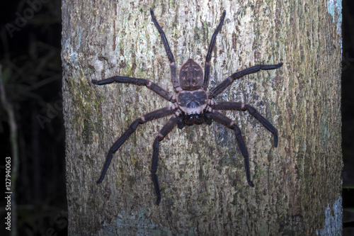 big spider on the trunk forest, Nosy Mangabe, Madagascar