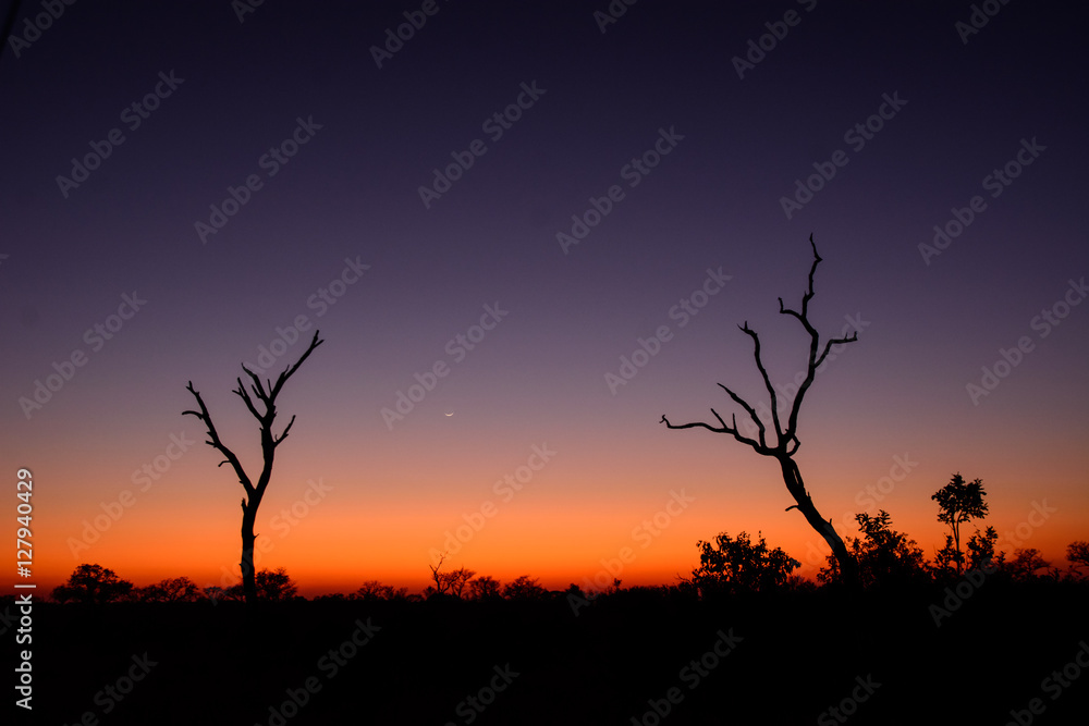 Silhouetted Trees at Sunset, Sabi Sands Game Reserve, South Africa Silhouetted Trees at Sunset, Sabi Sands Game Reserve, South Africa