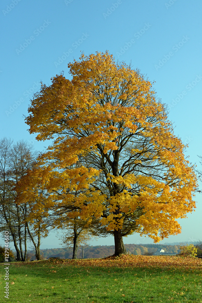 herbstlich gefärbter Baum an der Kreuzkapelle Bad Camberg