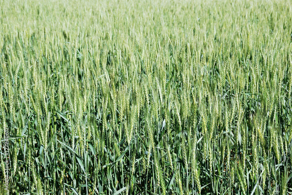 Grain field Grain field