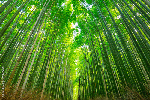Fototapeta Naklejka Na Ścianę i Meble -  Arashiyama bamboo forest in Kyoto Japan