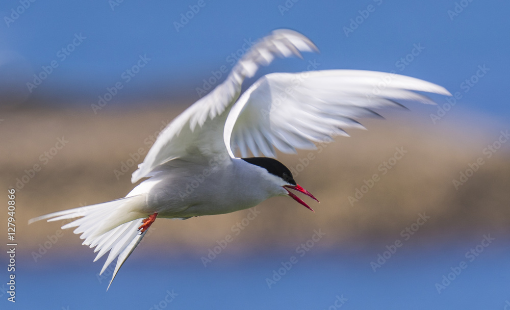 Obraz premium Farne Island Terns