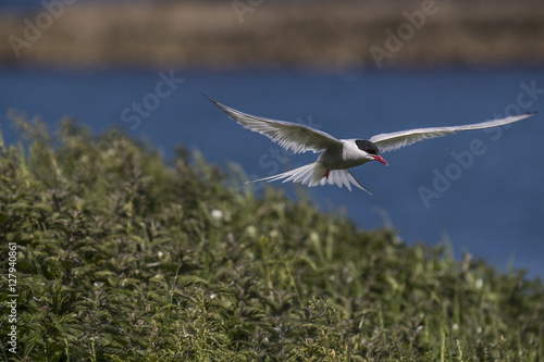 Farne Island Terns