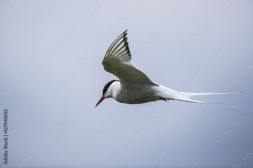 Fototapeta premium Farne Island Terns
