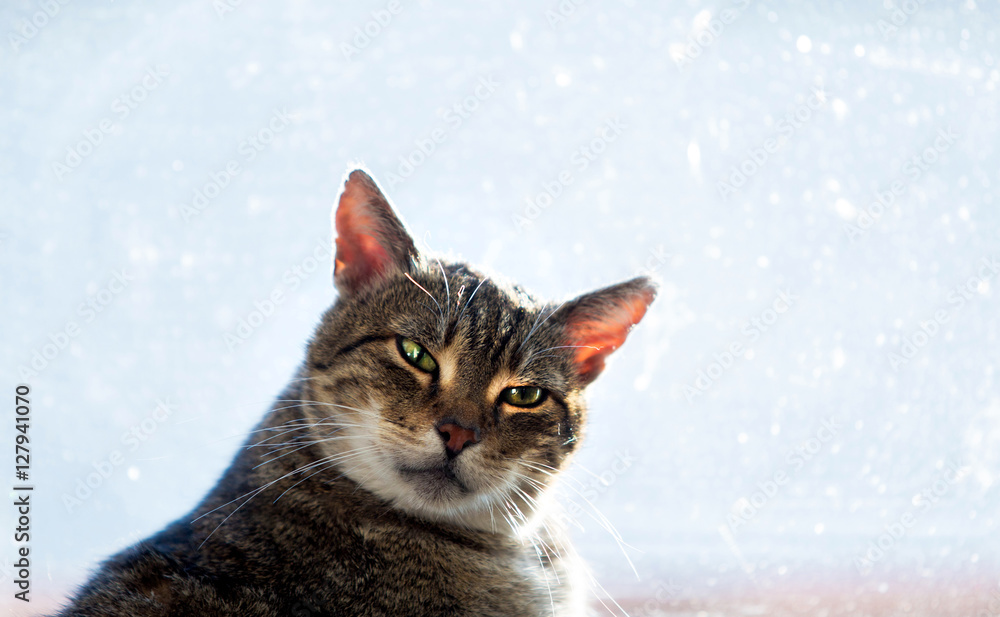 portrait of a cat on a background of windows portrait of a cat on a background of windows