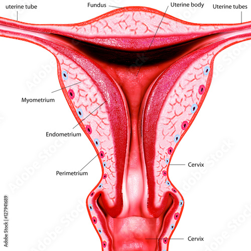 3d illustration  female reproduction system photo