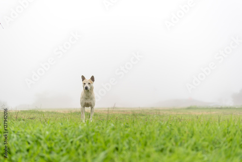 Dog in fog at green meadow © anatskwong