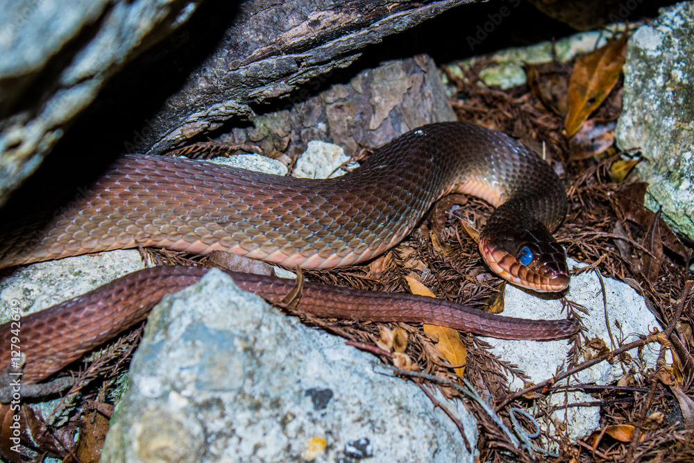 Obraz premium Nestled Snake