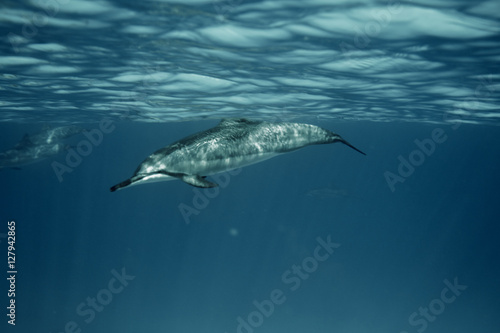 Solo Dolphin © Jeffrey