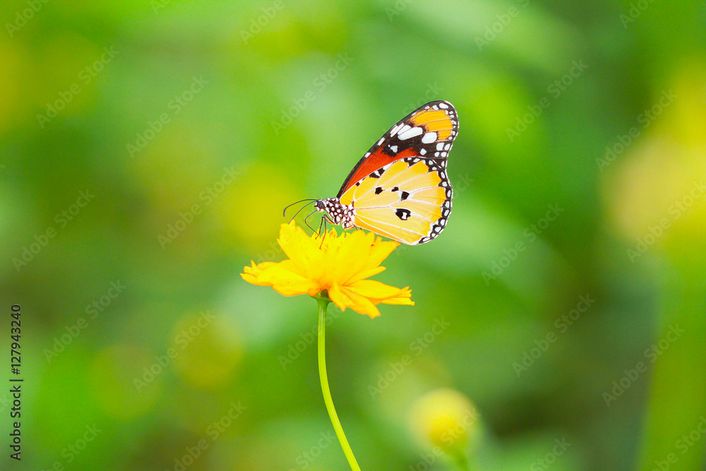 Butterfly Butterfly