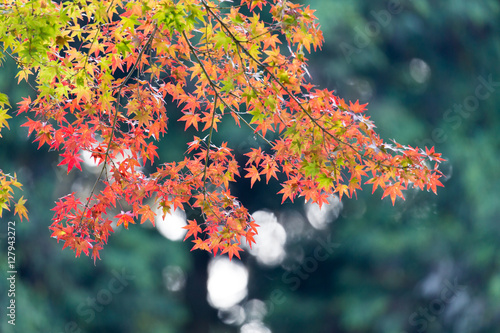 Buttsuuji is a temple famous for colored leaves. photo