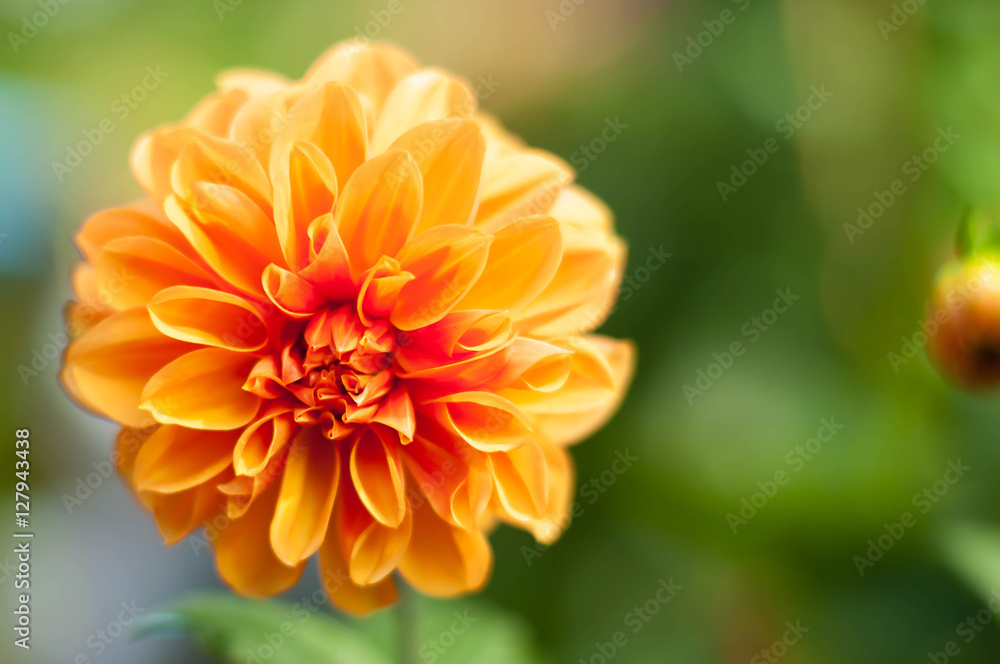Close up of a beautiful yellow Dahlia flower,copy space Close up of a beautiful yellow Dahlia flower,copy space