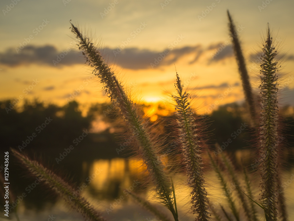 Fototapeta premium Feather Pennisetum, Mission grass