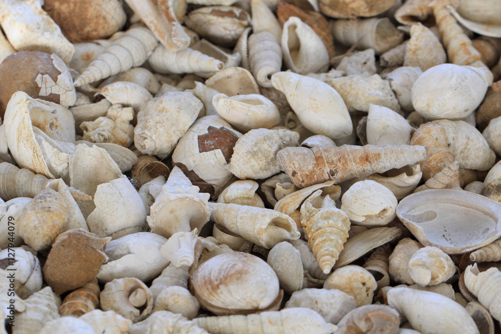 shell fosils texture