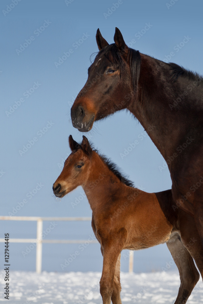 Mare and foal portrait in winter day Mare and foal portrait in winter day