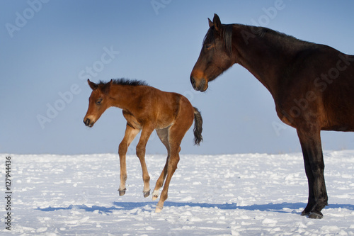 Foal with mare play outdoor in snow
