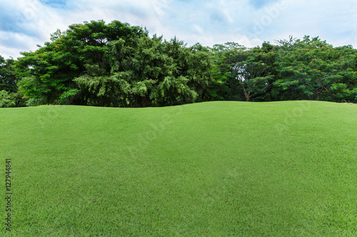 green lawn and tree in the garden 
