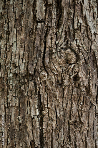 Wooden bark texture