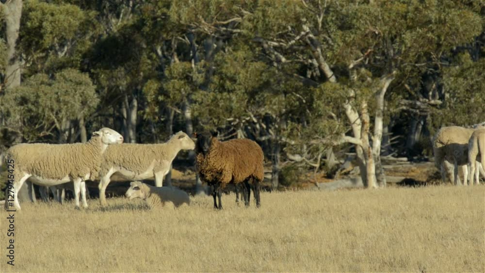 A black sheep amongst a flock of white sheep on an Australian farm. A black sheep amongst a flock of white sheep on an Australian farm.