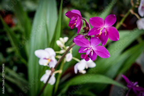 Violet flowers on blur background