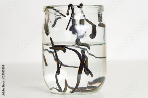 Hirudotherapy. Medical leeches