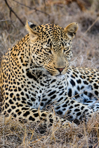 Male Leopard  Sabi Sand Game Reserve  South Africa