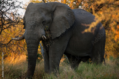 Elephants in Bwabwata National Park - Namibia