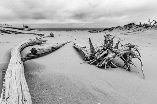 Ghost Forest of Sleeping Bear Dunes, Michigan